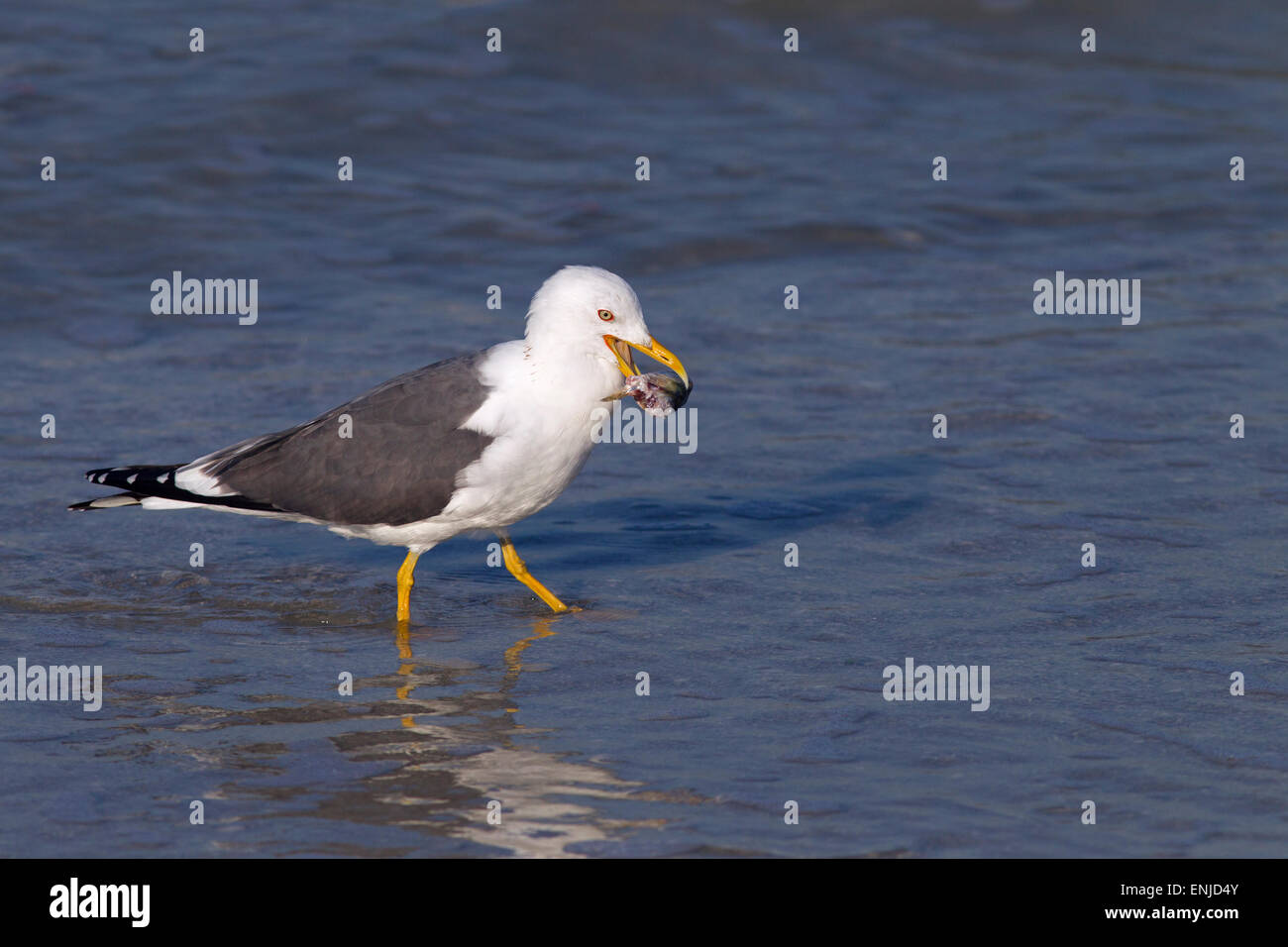 Lesser Black-backed Gull Larus fuscus con i pesci morti costa del Golfo della Florida USA Foto Stock