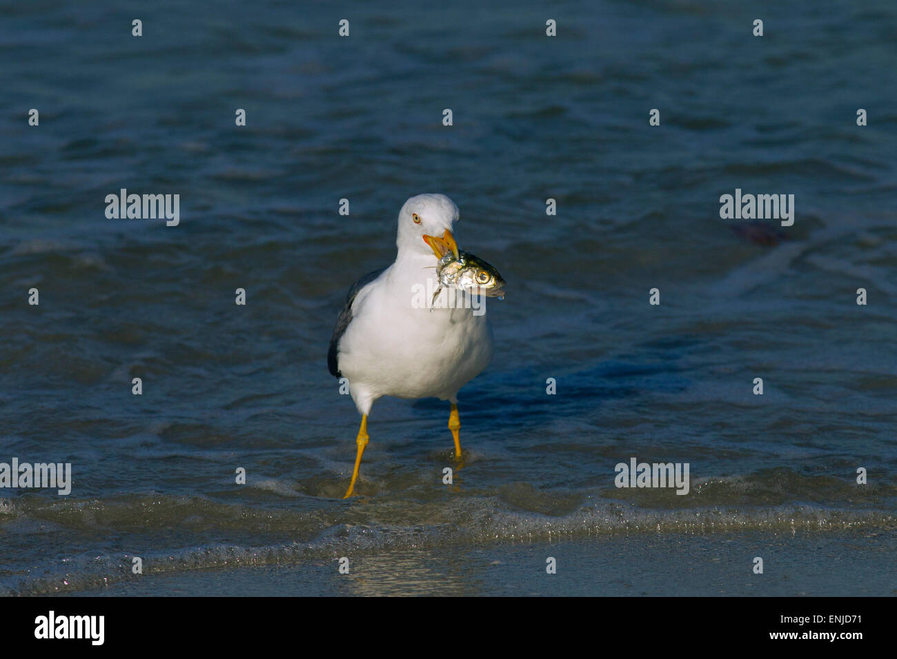 Lesser Black-backed Gull Larus fuscus con i pesci morti costa del Golfo della Florida USA Foto Stock