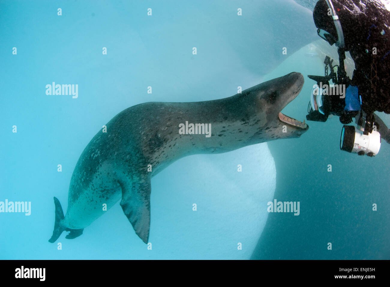 Subacqueo si trova faccia a faccia con una guarnizione di Leopard (Hydrurga leptonyx), Astrolabio Isola, l'Antartide. Immagine mostra la scala completa di th Foto Stock