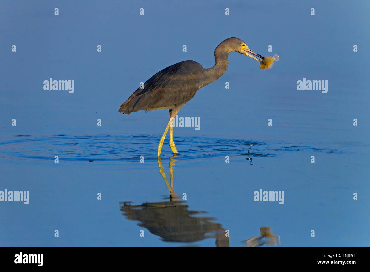 Piccolo airone cenerino Egretta caerulea con pesci di bill costa del Golfo della Florida USA Foto Stock