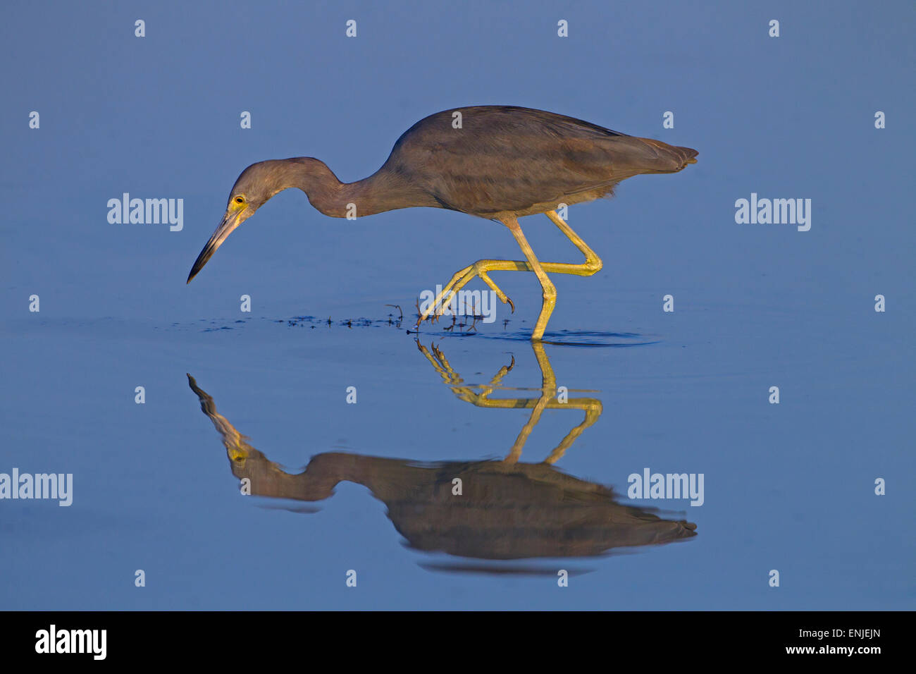 Piccolo airone cenerino Egretta caerulea costa del Golfo della Florida USA Foto Stock