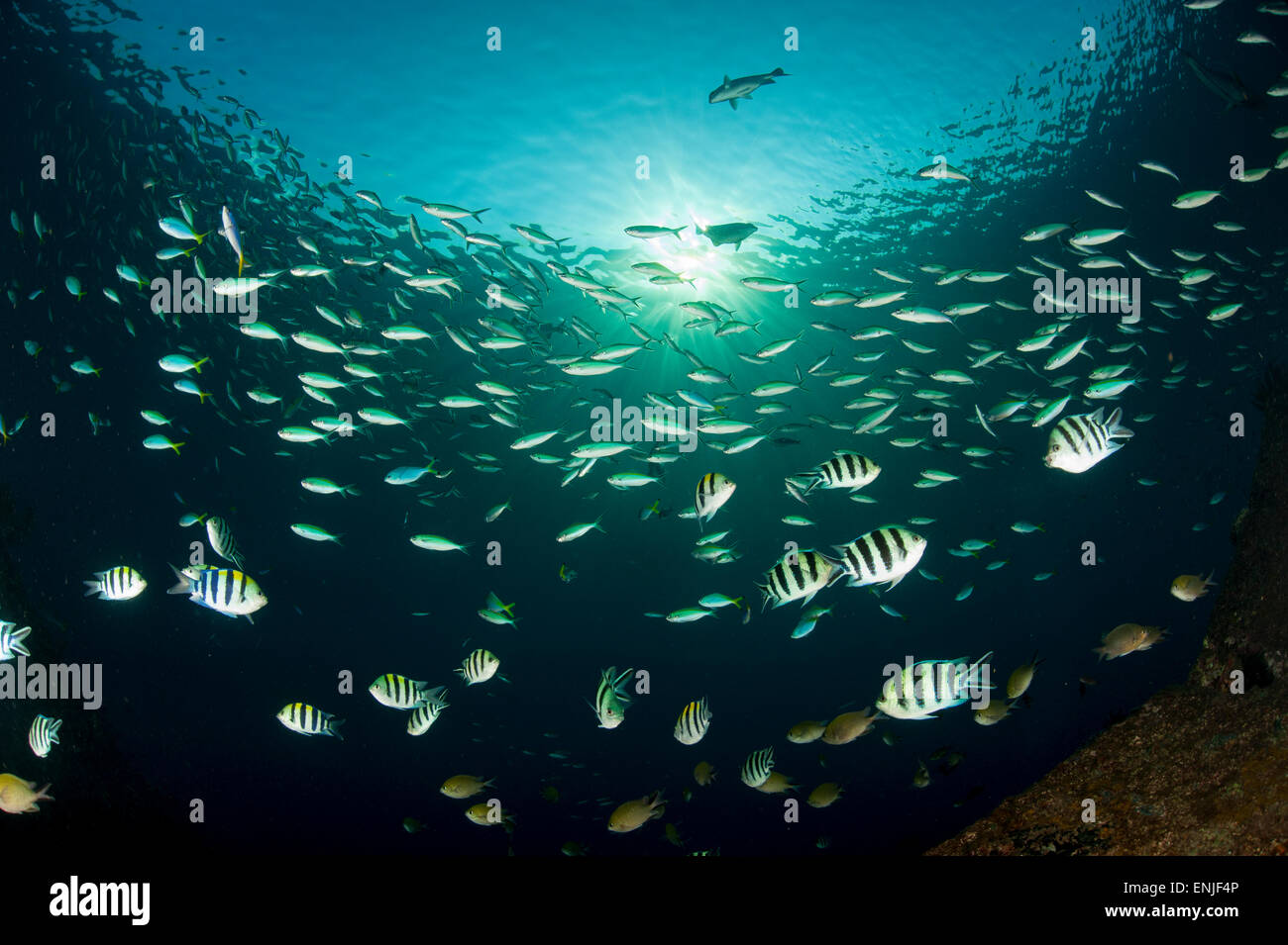 Indo-pacifico sergente: Abudefduf vaigiensis, scolarizzazione appena dopo il tramonto sul relitto Liberty, fusilier specie in backgr Foto Stock