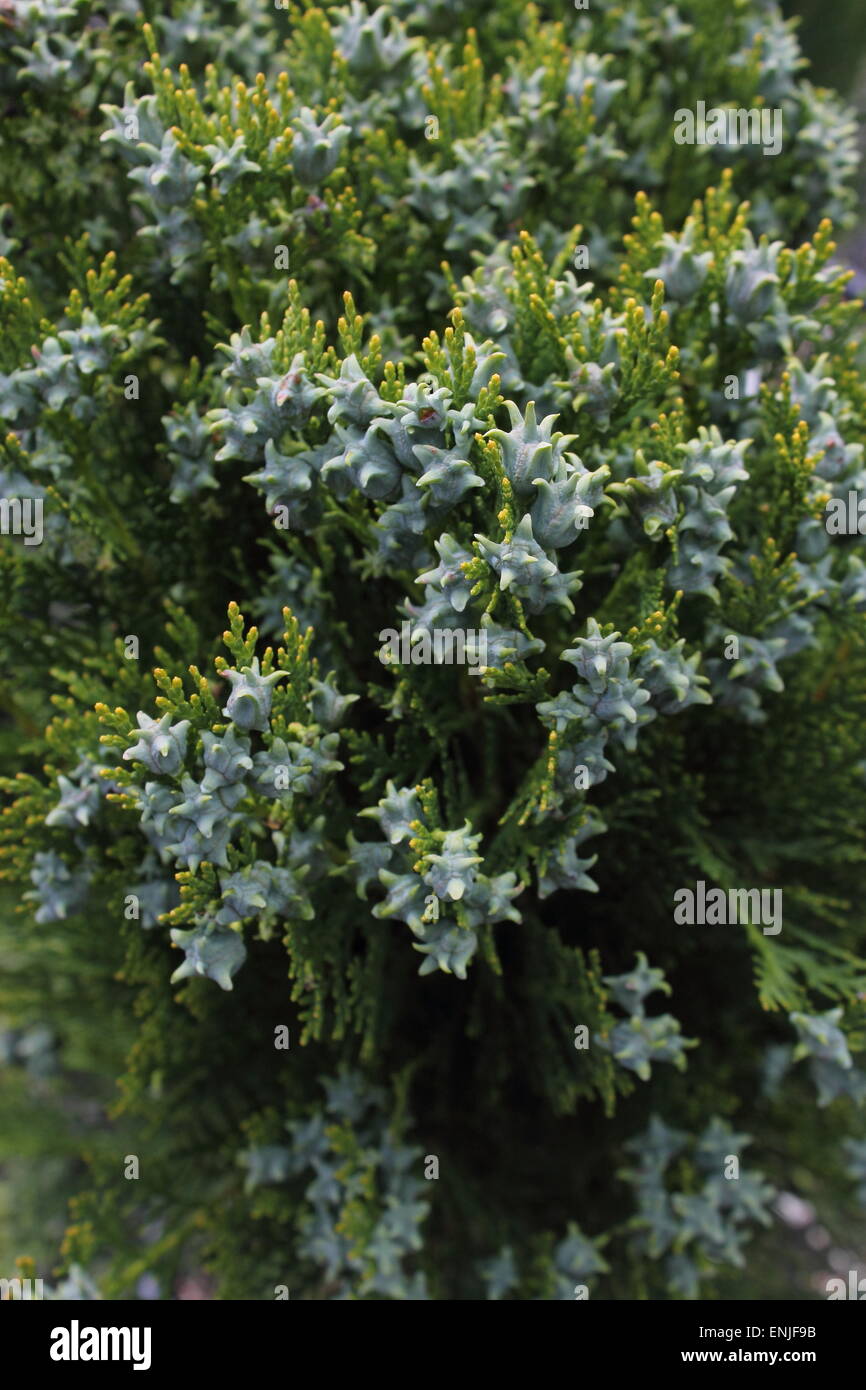 Thuja Orientalis frutto Foto Stock