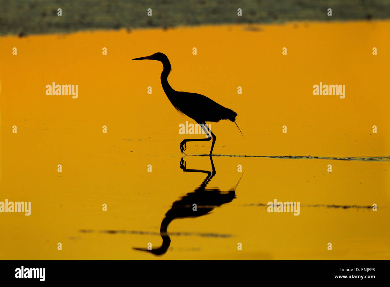 Rossastro Egretta garzetta rufeescens alimentando in una laguna all'alba costa del Golfo della Florida USA Foto Stock