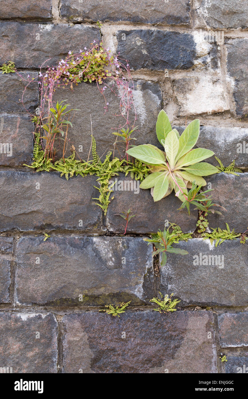 Fiori Selvatici e felci crescente in crepacci nel vecchio muro di pietra - Scozia, Regno Unito Foto Stock