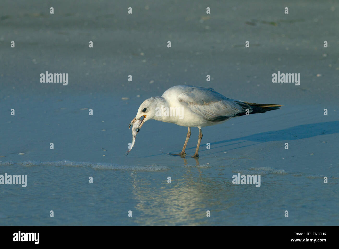 Anello-fatturati Gull Larus delawarensis alimentazione marea sulla linea di costa del Golfo della Florida USA Foto Stock
