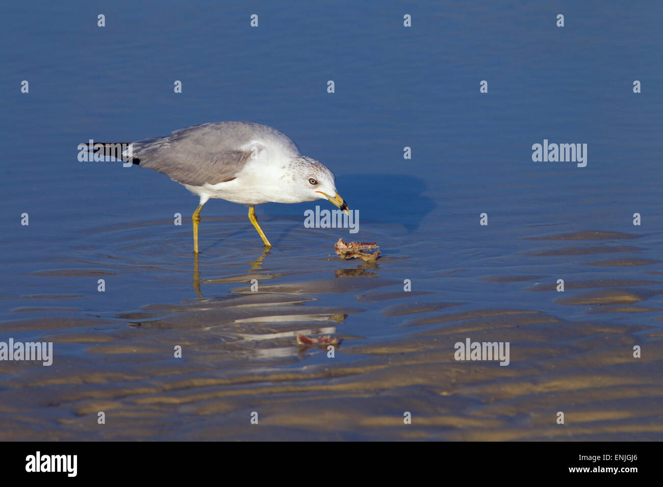 Anello-fatturati Gull Larus delawarensis alimentazione marea sulla linea di costa del Golfo della Florida USA Foto Stock