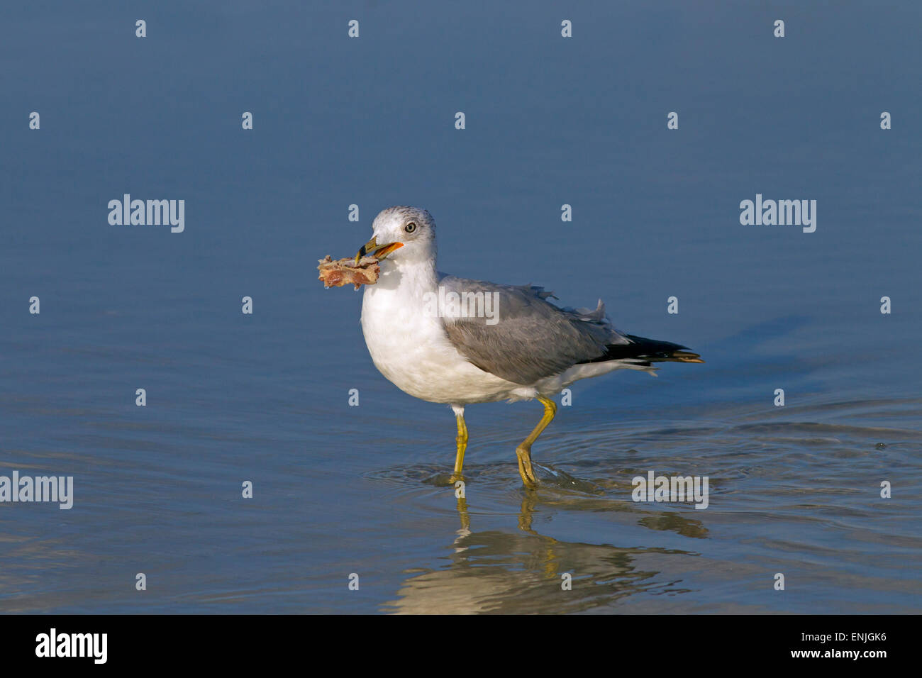 Anello-fatturati Gull Larus delawarensis alimentazione marea sulla linea di costa del Golfo della Florida USA Foto Stock