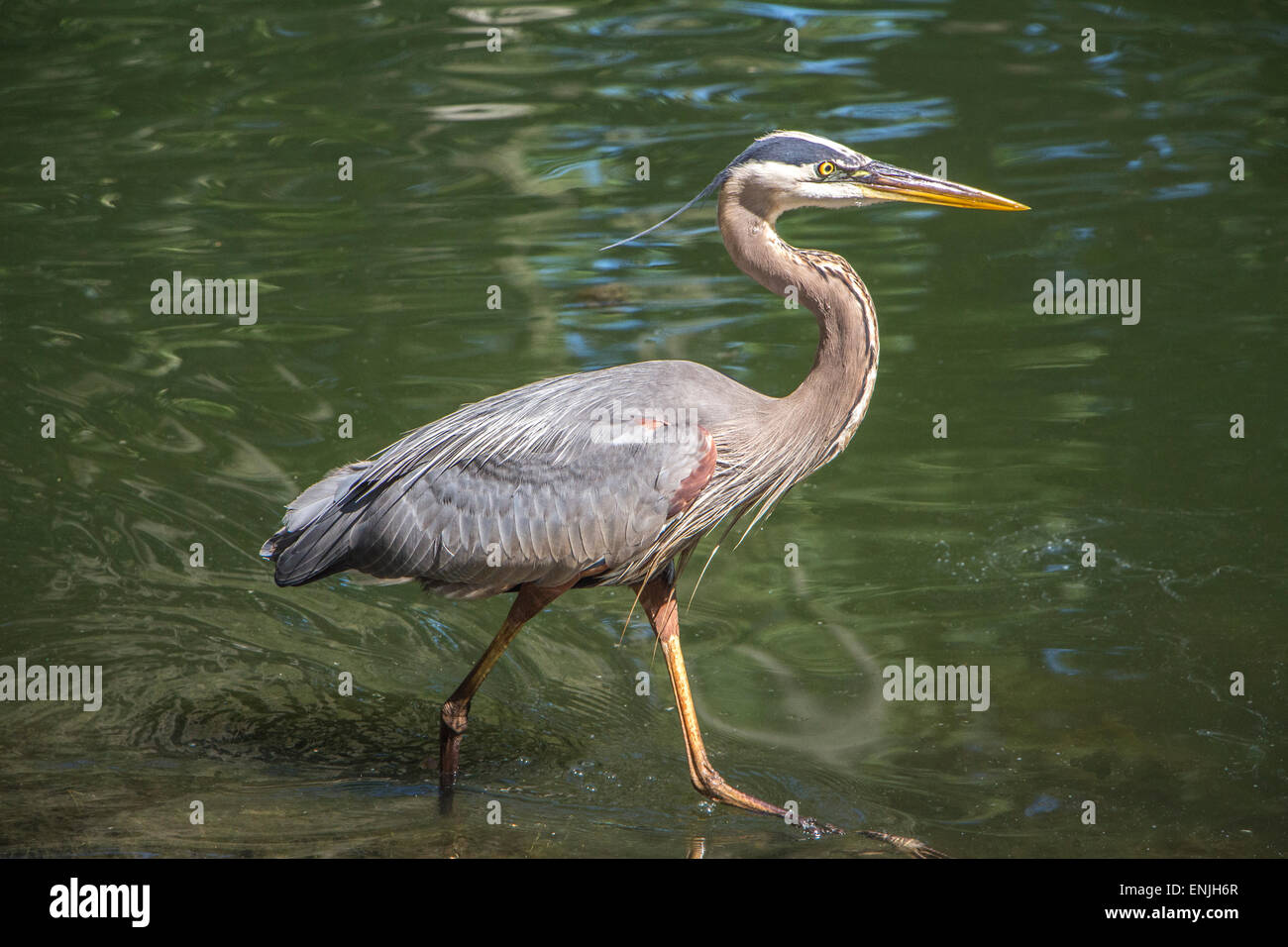 Splendido esemplare di un grande airone cenerino, pesca su uno stagno, a Julington Creek, a sud della città di Jacksonville Foto Stock
