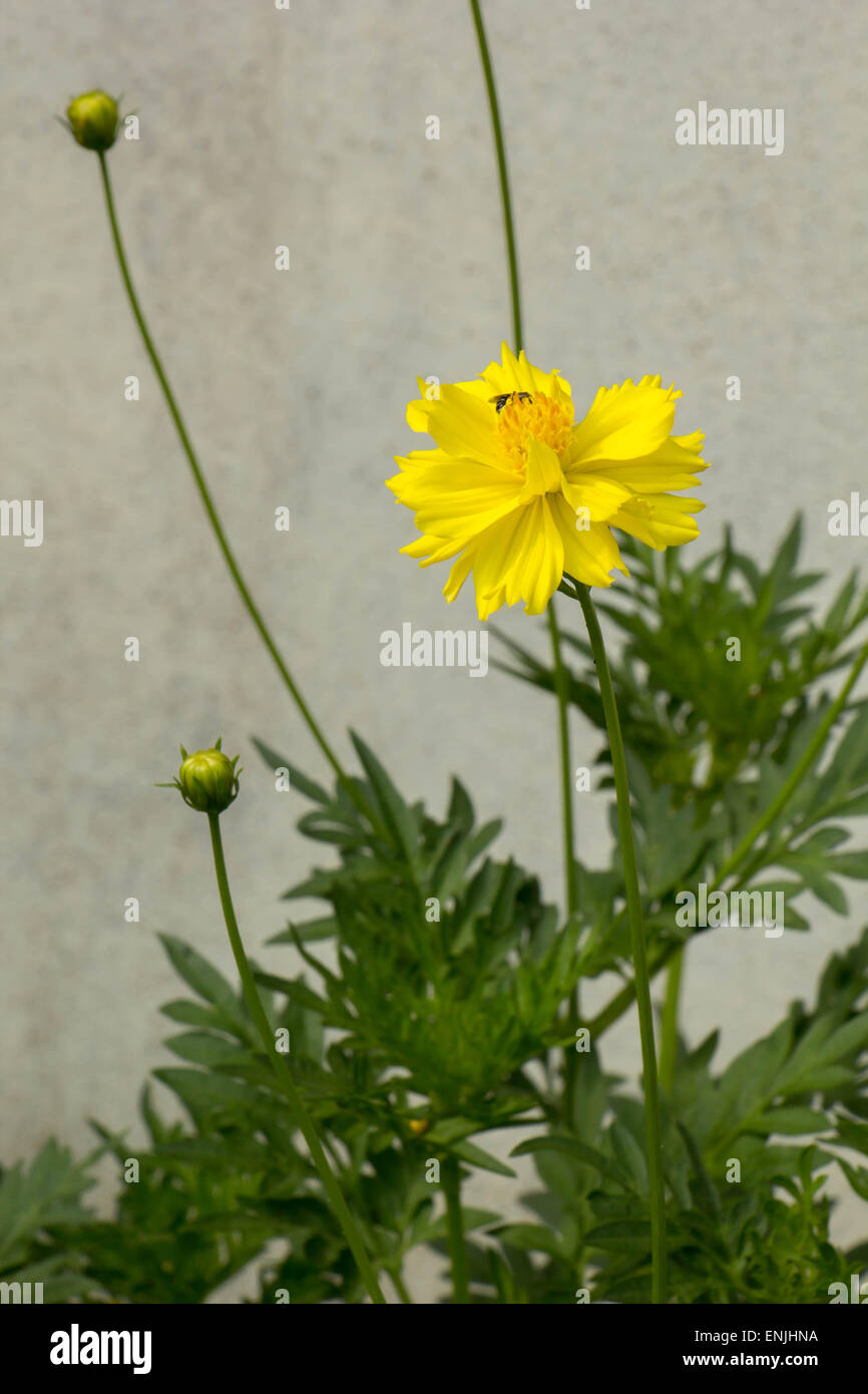 Fiori gialli, foglie verdi con le api. Foto Stock