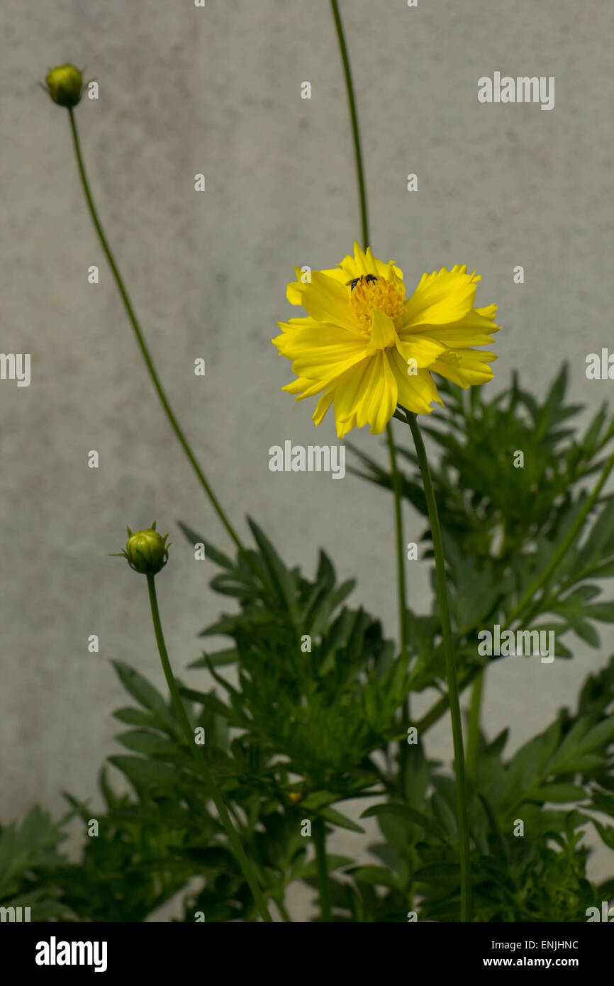 Fiori gialli, foglie verdi con le api. Foto Stock