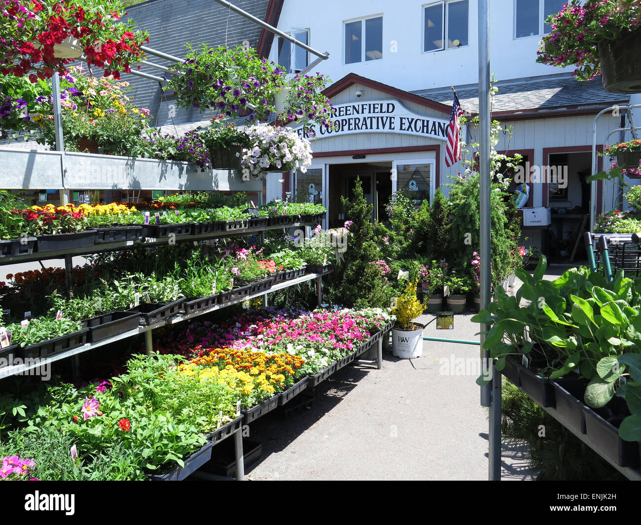 Greenfield Cooperativa Agricoltori Exchange vende fiori e piante vegetali in estate. Greenfield, Massachusetts. Foto Stock