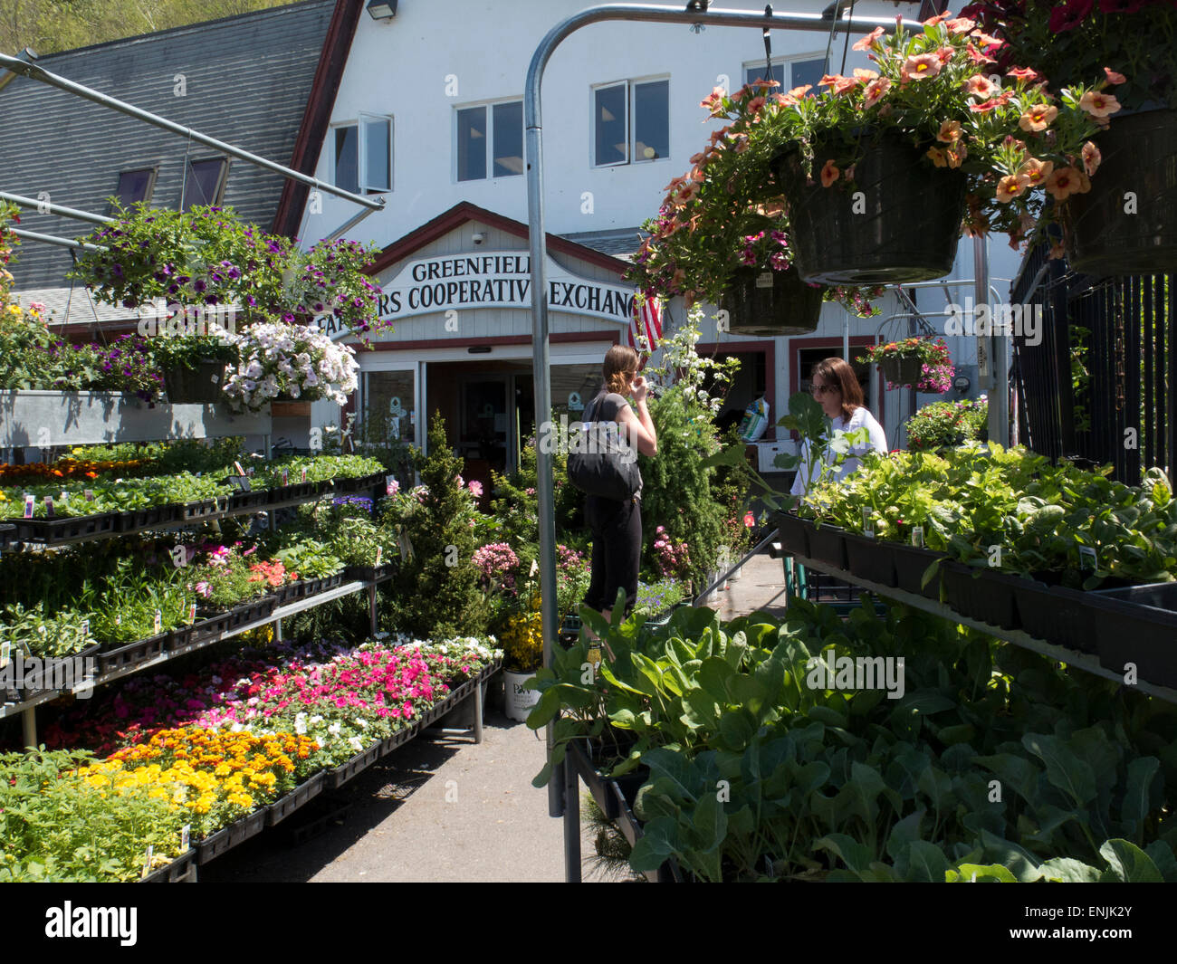 Greenfield Cooperativa Agricoltori Exchange vende fiori e piante vegetali in estate. Greenfield, Massachusetts. Foto Stock