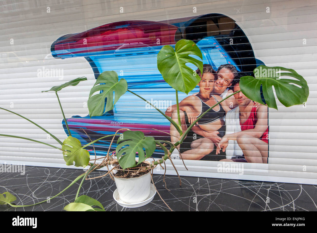 Monstera deliciosa o Philodendron pertusum in pentola, shop vetrina pubblicità sul solarium Foto Stock