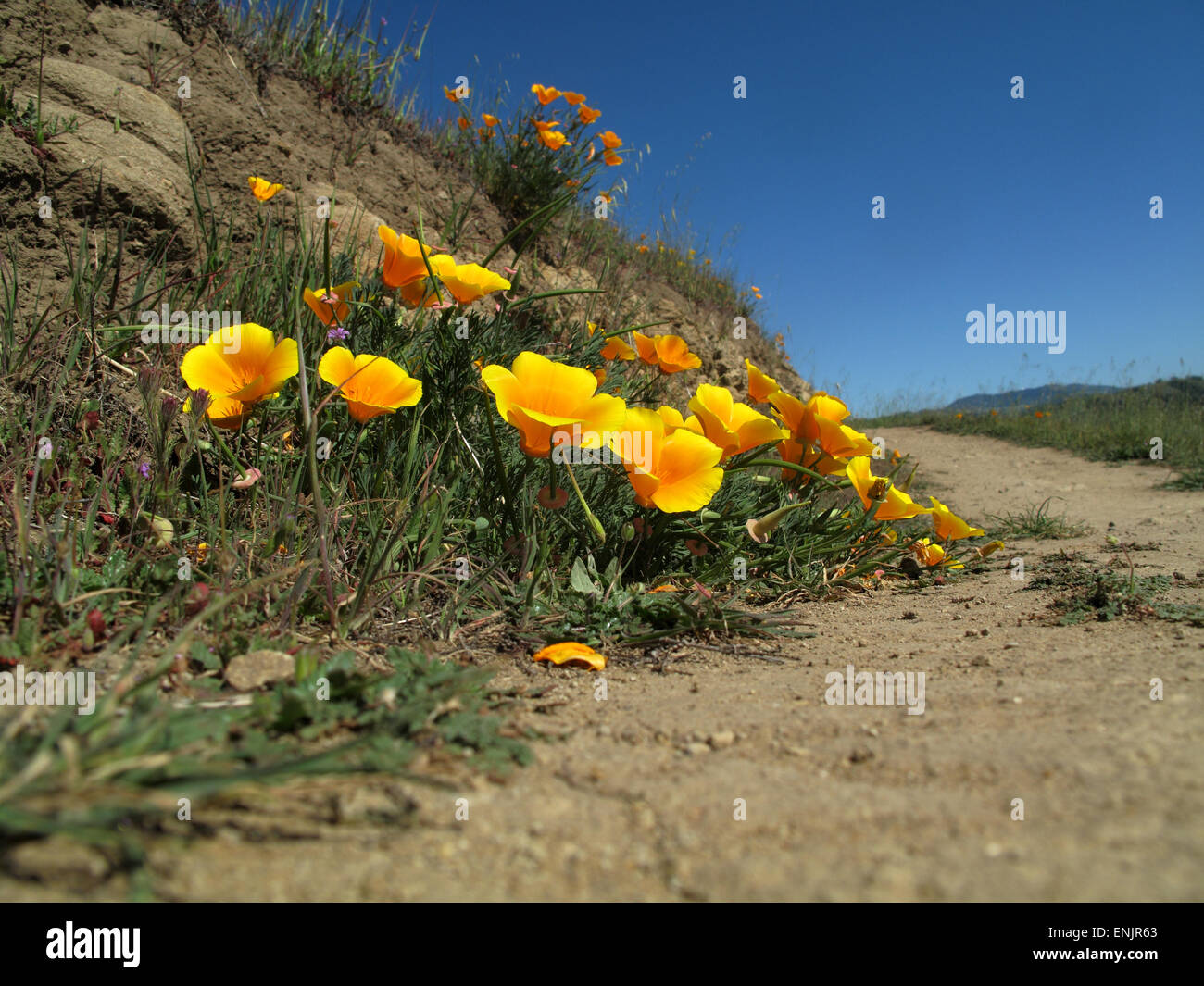 California Poppies lungo il sentiero in Sierra Vista Spazio aperto conservare, San Jose, California Foto Stock