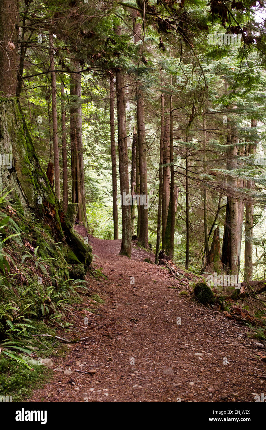 Percorso di foresta o un sentiero attraverso il bosco in prossimità di Belcarra Parco Regionale in maggiore di Vancouver. Foto Stock