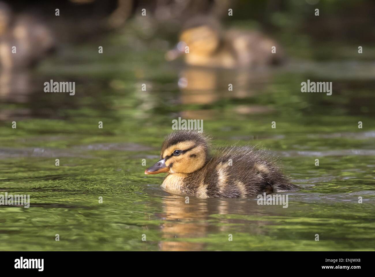 Pulcino di germano reale (Anas platyrhynchos), Hesse, Germania Foto Stock
