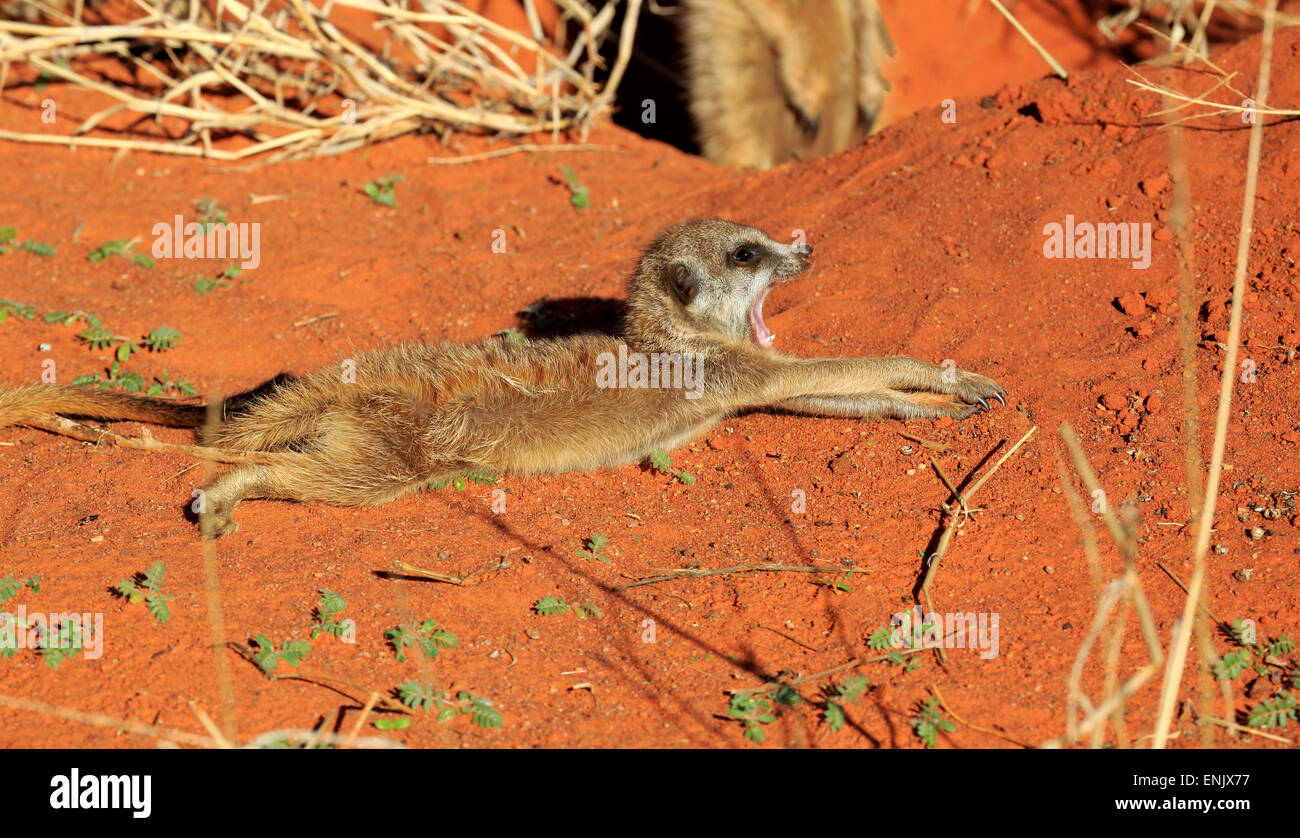 Meerkat (Suricata suricatta), Giovani in den, riscaldamento fino al sole del mattino, Tswalu Game Reserve, Deserto Kalahari, Capo Nord Foto Stock