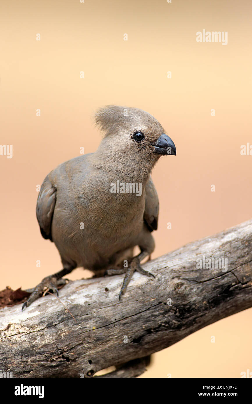 Grigio go-away-bird (Corythaixoides concolor), Adulto, Kruger National Park, Sud Africa Foto Stock