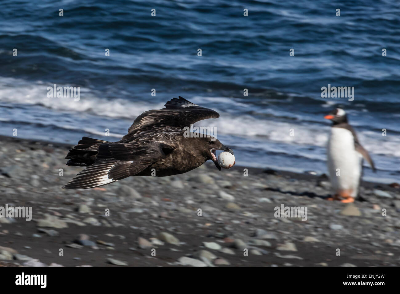 Un adulto skua marrone (Stercorarius spp), in volo con un furto di pinguino uovo in Barrientos Isola, Antartide, regioni polari Foto Stock