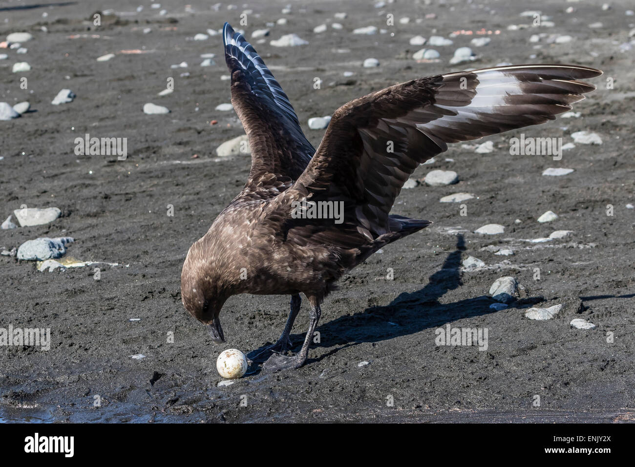 Un adulto skua marrone (Stercorarius spp), con un furto di pinguino uovo in Barrientos Isola, Antartide, regioni polari Foto Stock
