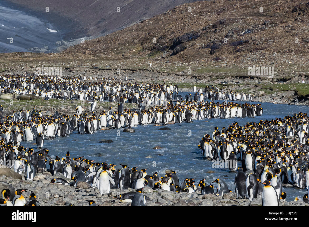 Pinguino reale (Aptenodytes patagonicus) allevamento colonia in st Andrews Bay, Georgia del Sud e le regioni polari Foto Stock