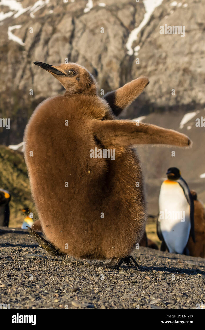 Re pinguino pulcino (Aptenodytes patagonicus), display estatica nel porto di oro, Georgia del Sud e le regioni polari Foto Stock