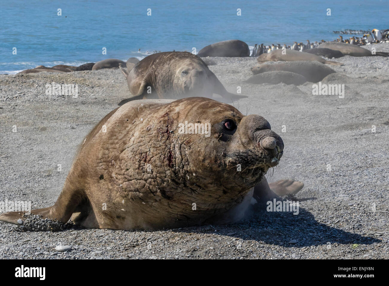 La carica del sud guarnizione di elefante bull (Mirounga leonina), St Andrews Bay, Georgia del Sud e le regioni polari Foto Stock