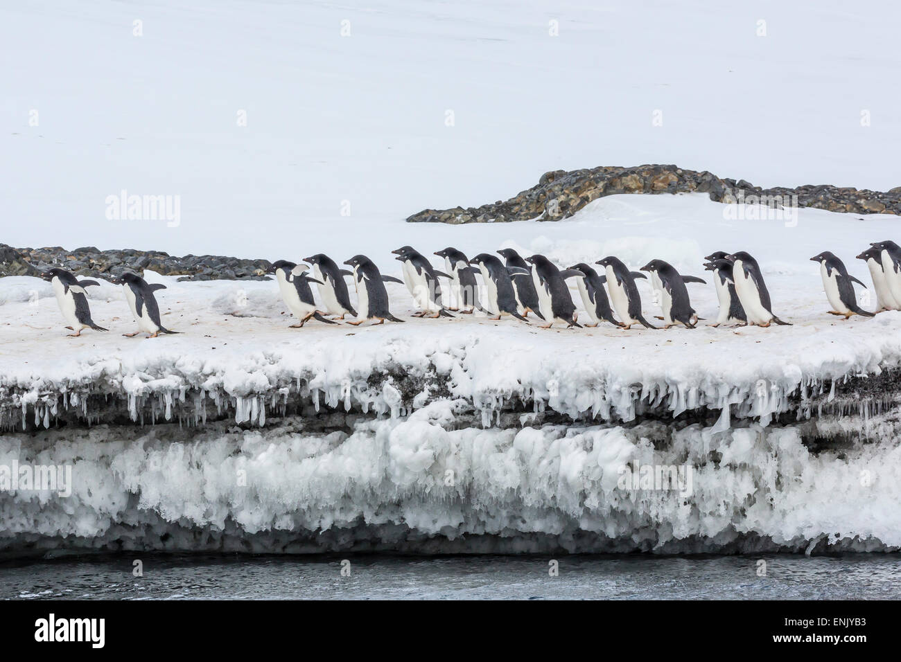 Adelie Pinguini (Pygoscelis adeliae) a colonia di allevamento a Brown Bluff, Antartide, oceano meridionale, regioni polari Foto Stock