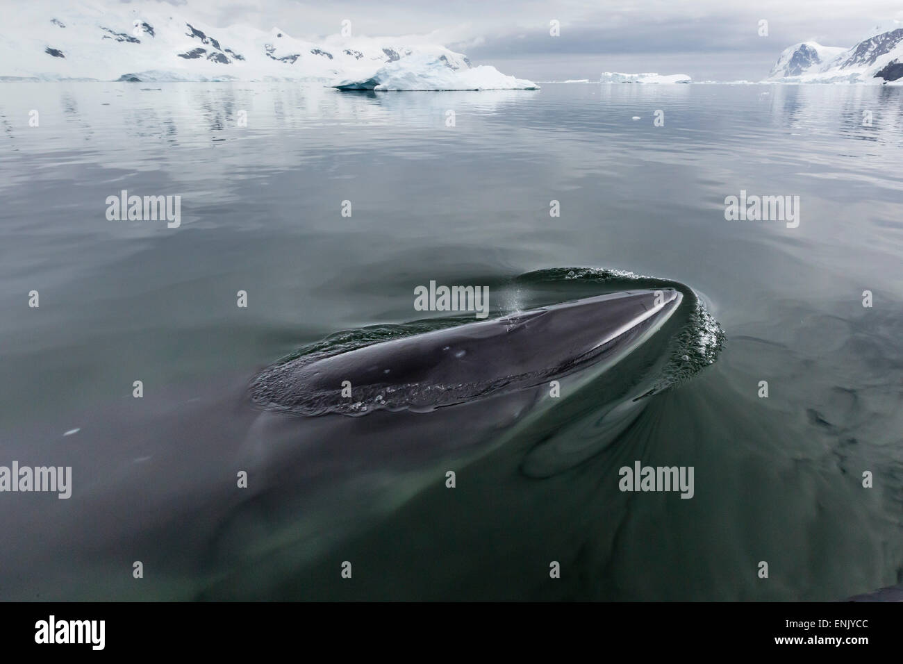Un curioso Antartico minke whale (Balaenoptera bonaerensis), approcci Zodiaco in Neko Harbour, l'Antartide, regioni polari Foto Stock