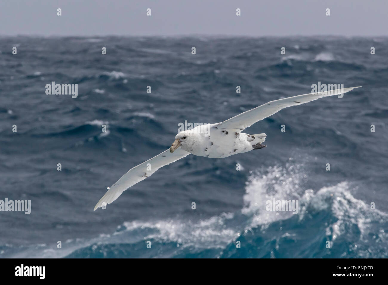 Una rara morph bianco del sud petrel gigante (Macronectes giganteus), inglese stretto, Antartide, regioni polari Foto Stock