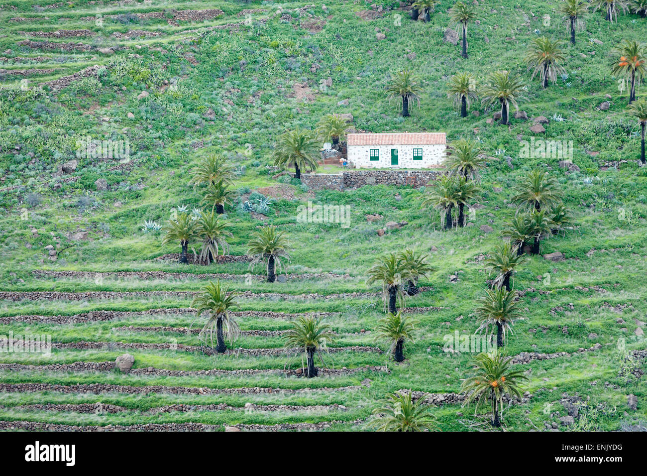 Finca, Palm grove, vicino a Alajero, La Gomera, isole Canarie, Spagna, Europa Foto Stock