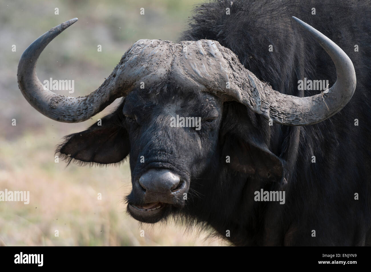 Buffalo (Syncerus caffer), Chobe National Park, Botswana, Africa Foto Stock