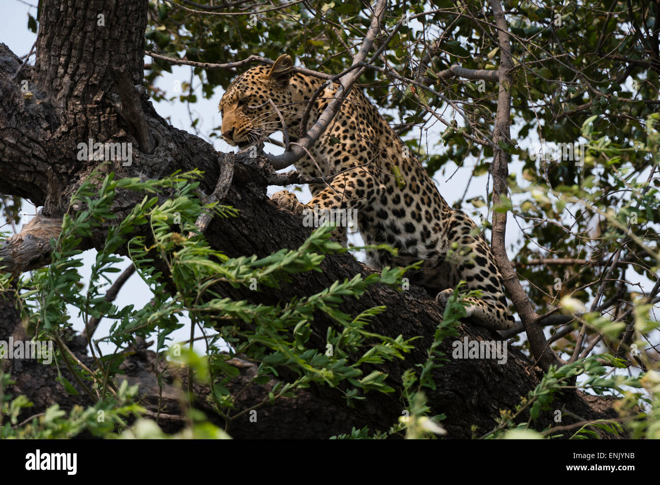 Leopard (Panthera pardus), Chobe National Park, Botswana, Africa Foto Stock