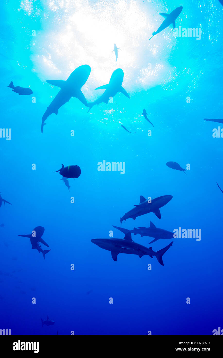Whitetip reef shark (Triaenodon obesus), un requiem shark in genere Carcharinidae, Queensland, Australia Pacific Foto Stock