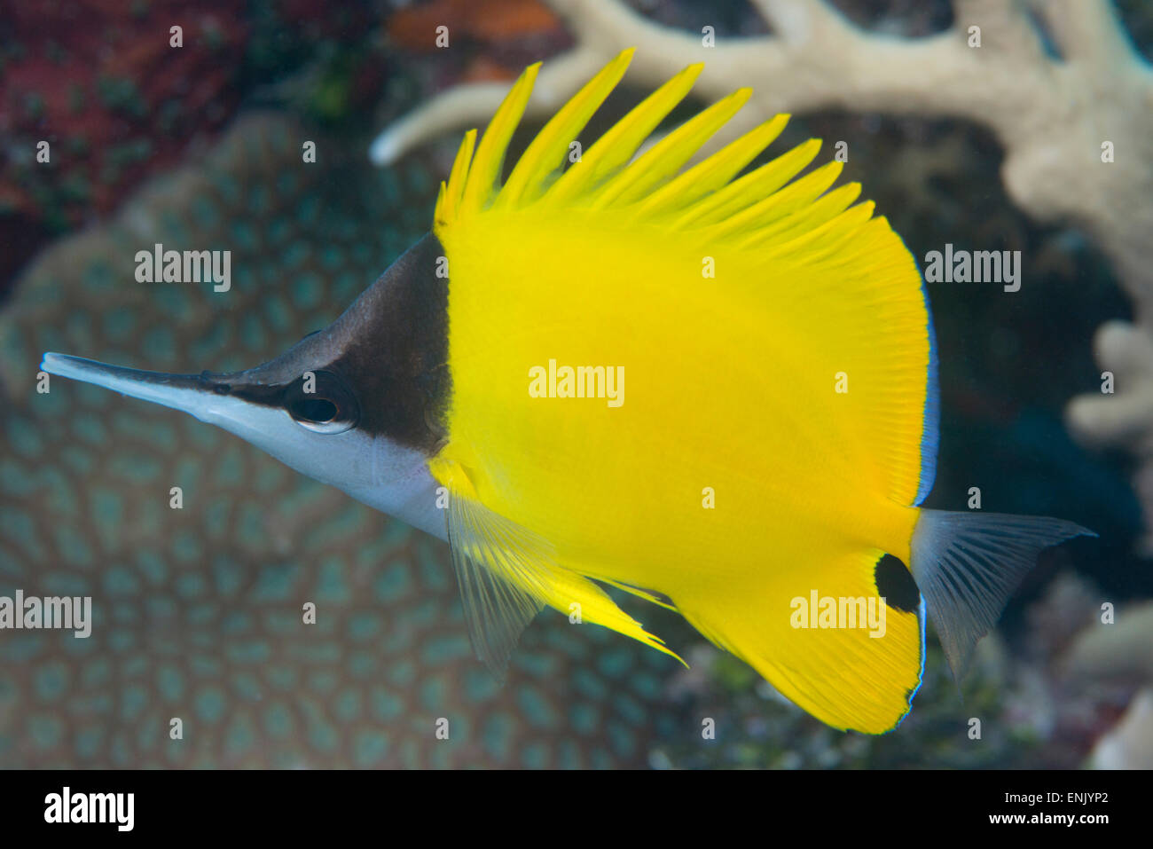 Longnose butterflyfish, atto ad alimentare in fessure nella barriera corallina e snips morbido pezzi di coralli, Queensland, Australia Foto Stock