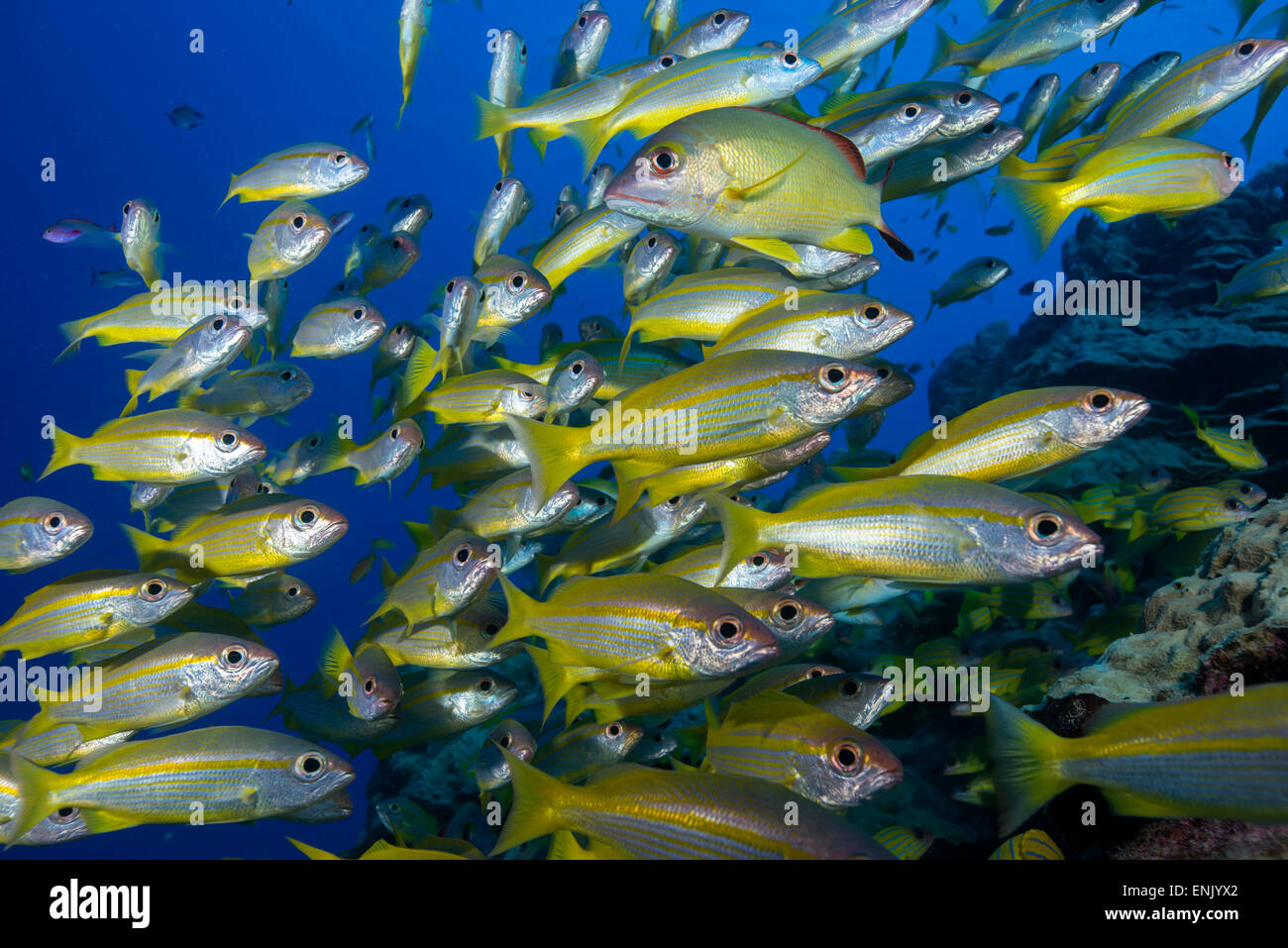 La scolarizzazione giallo-striped goatfish (Mulloidichthys vanicolensis). La Grande Barriera Corallina, Queensland, Australia Pacific Foto Stock