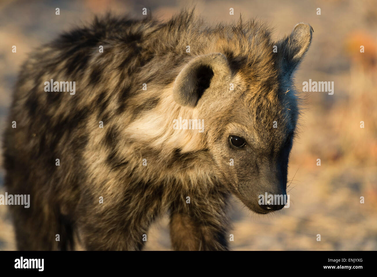 Spotted Hyaena (Crocuta crocuta), Khwai concessione, Okavango Delta, Botswana, Africa Foto Stock