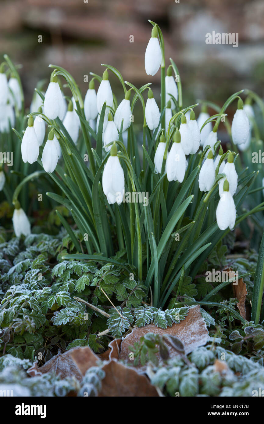 Snowdrops frost, Cotswolds, Gloucestershire, England, Regno Unito, Europa Foto Stock