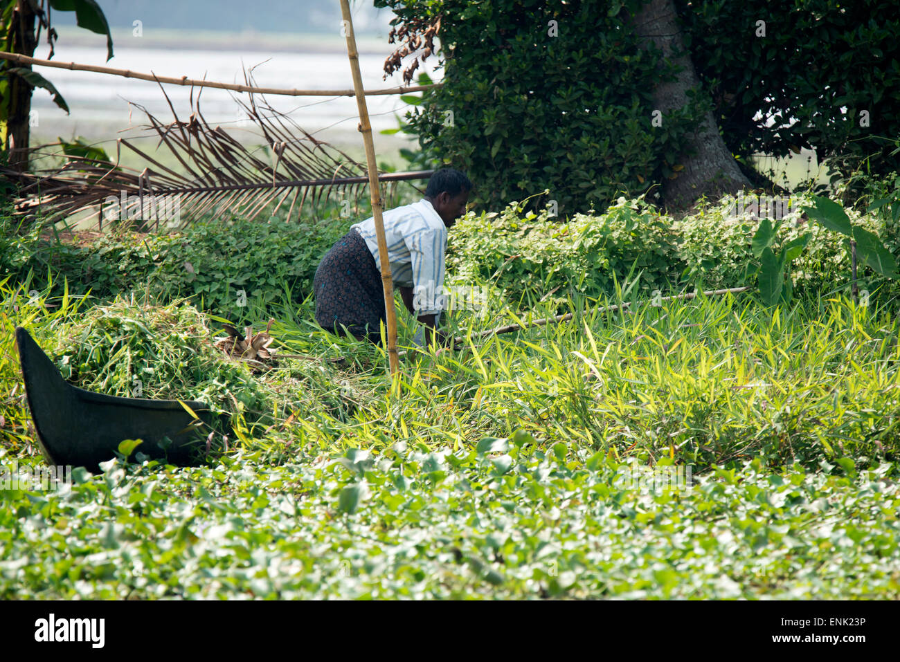 Un contadino locale il taglio di erba con una falce per il suo bestiame sulle rive delle lagune nello stato del Kerala, India Foto Stock