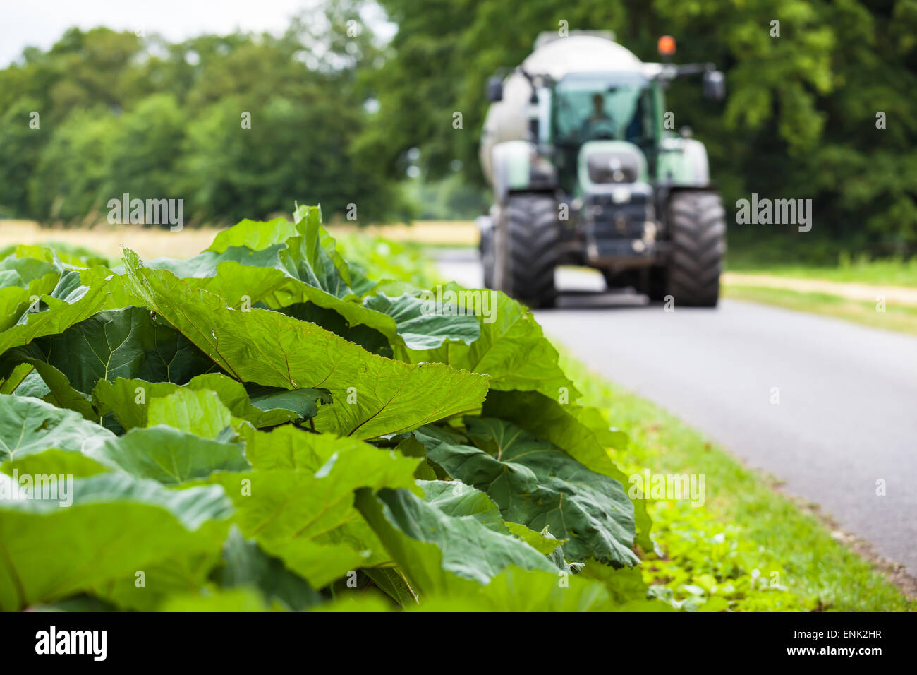 Grandi foglie verdi a lato di una strada di campagna, un trattore arriva lungo in background Foto Stock