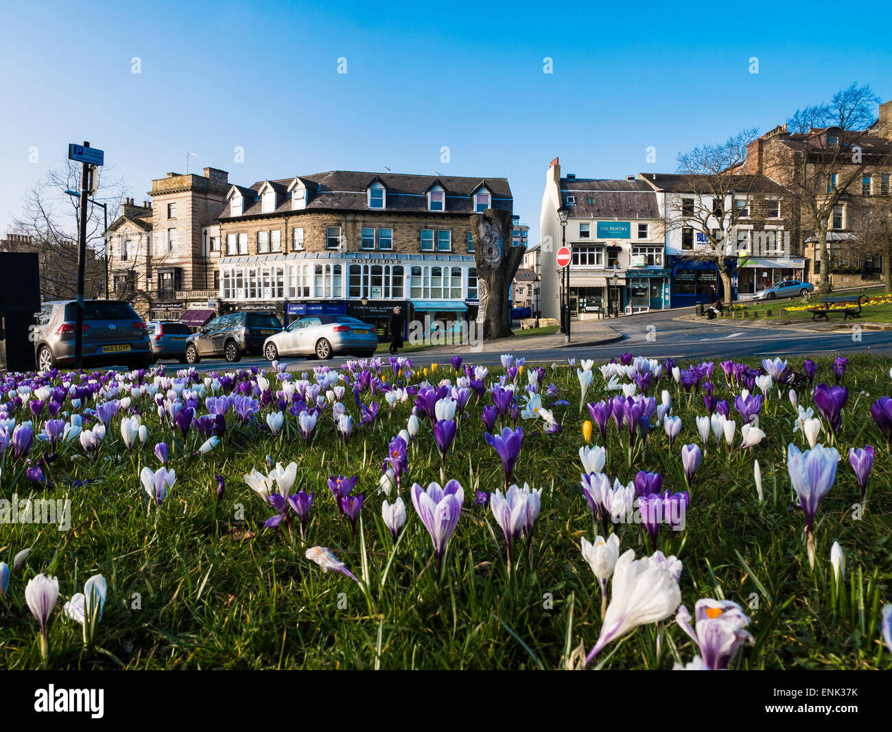 Crocus Montpelliar Parade, Harrogate, North Yorkshire Foto Stock