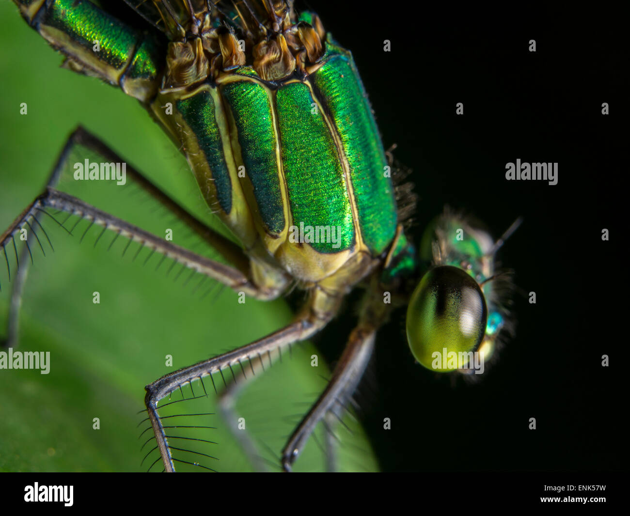 Close up damselfly Ischnura ramburii Foto Stock