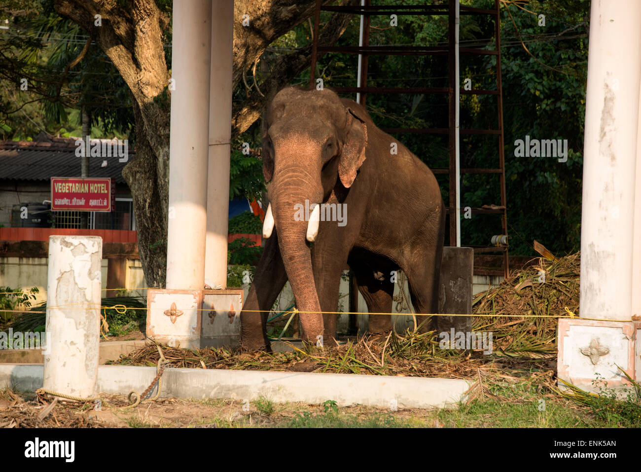 Un distressed muggito incatenati Asian bull elephant è molto pregiato e molto usato in Indù cerimonie religiose in India Foto Stock