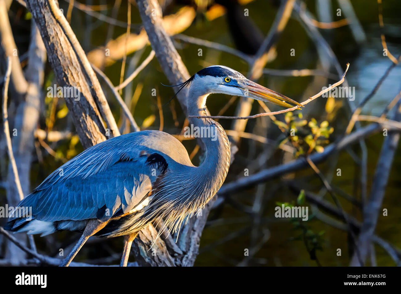 Airone blu, ardea erodiade Foto Stock