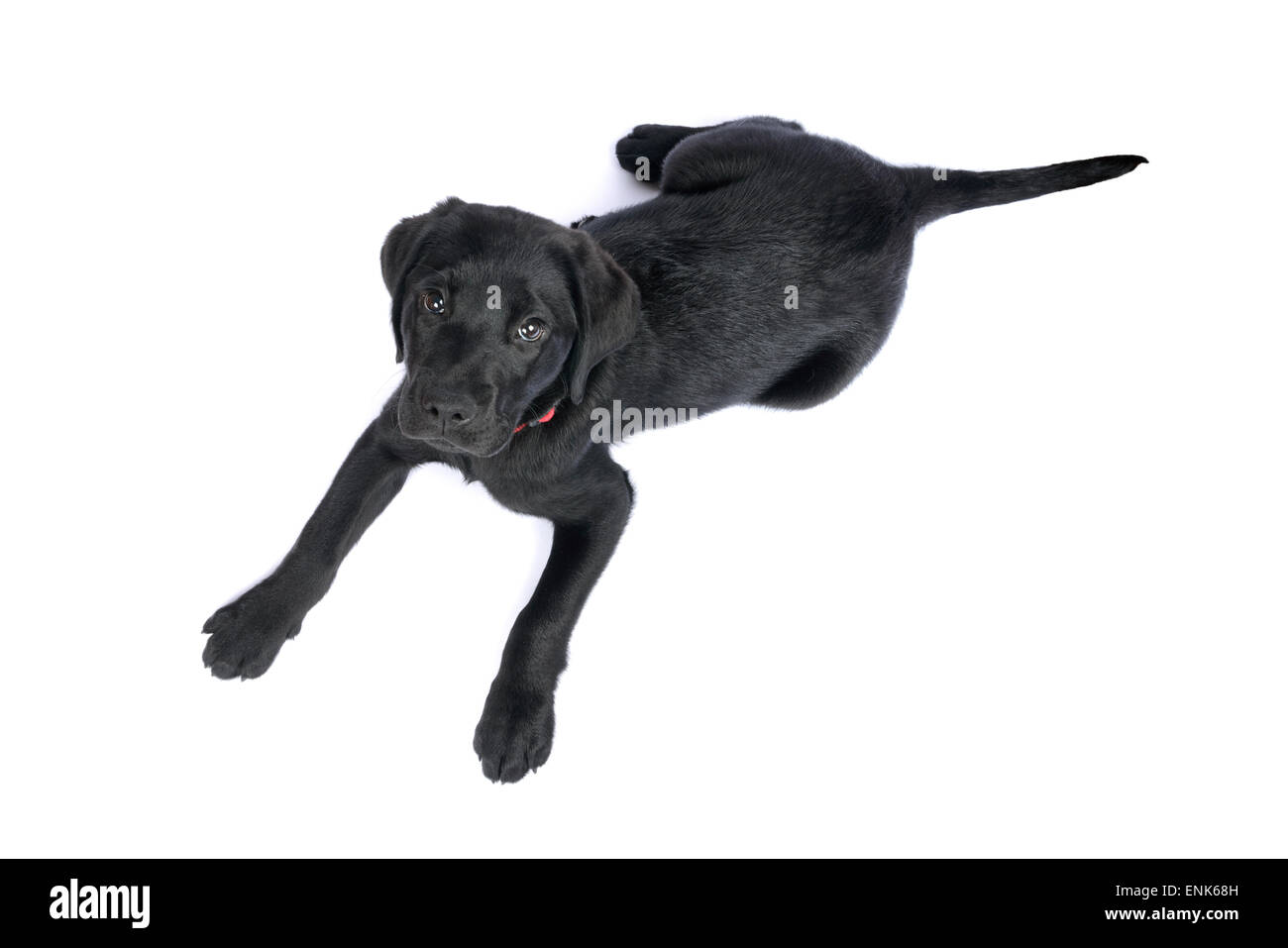 Nero simpatico Labrador Retriever cucciolo ritagliare isolati su sfondo bianco Foto Stock
