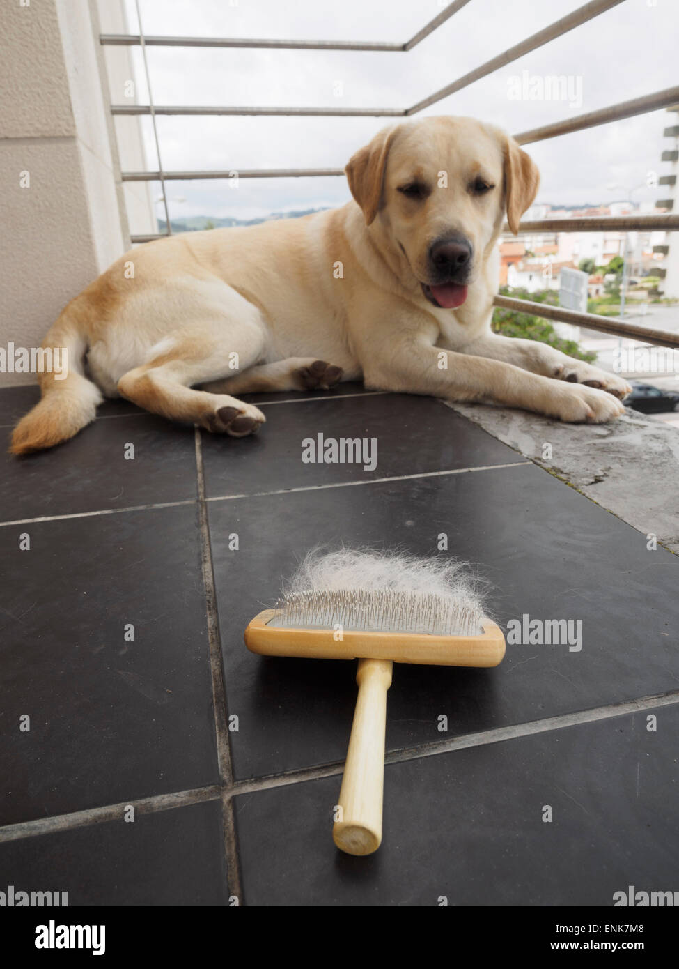 Spazzola Grooming pieno di cani di capelli Foto Stock