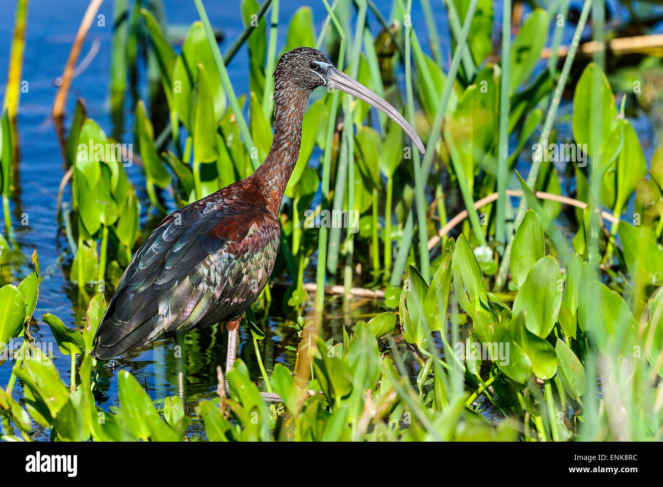 Ibis lucido, Plegadis falcinellus, viera, Florida Foto Stock