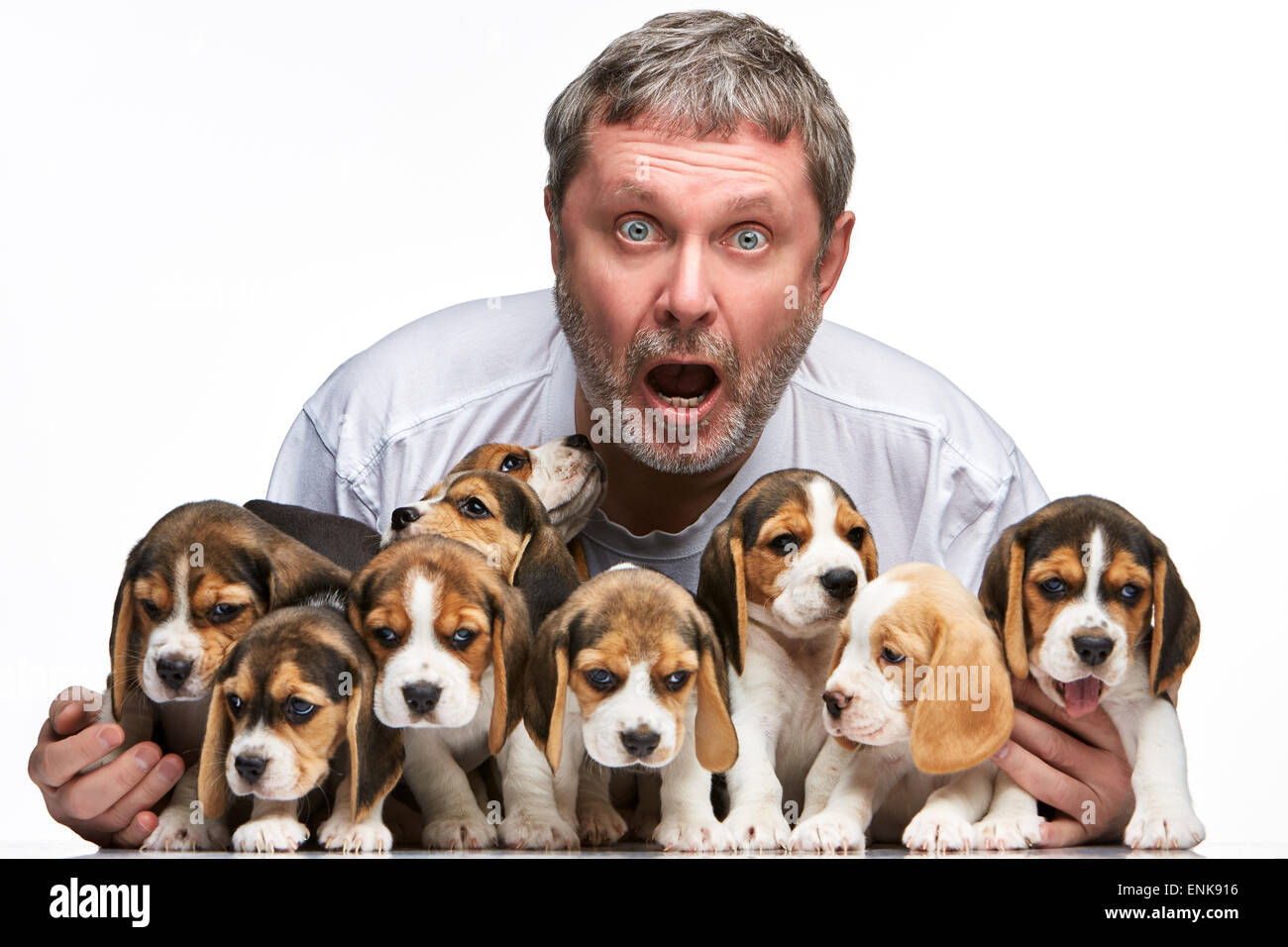 La sorpresa uomo e grande gruppo di un cane beagle cuccioli su sfondo bianco Foto Stock