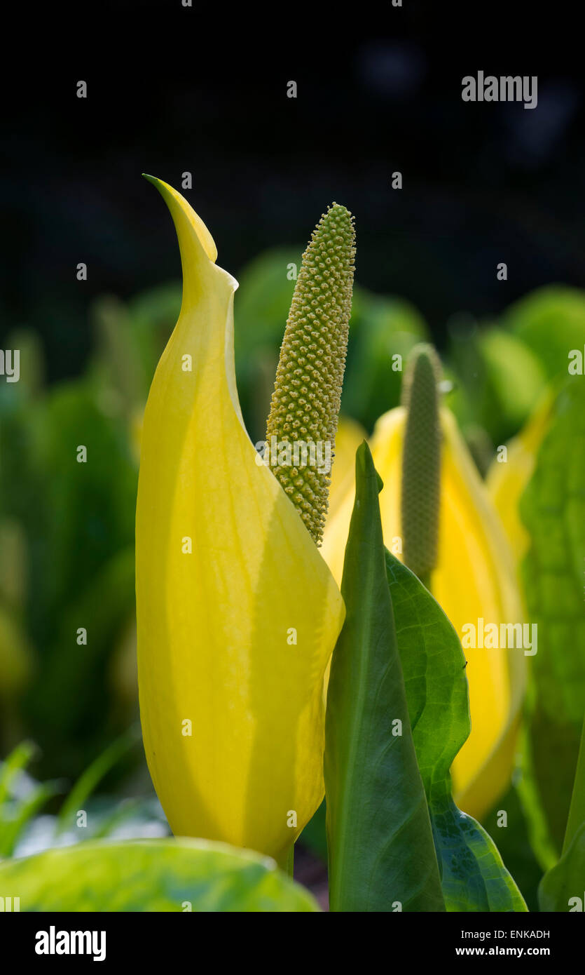 Lysichiton americanus. Giallo Skunk cavolo in un bosco scozzese in primavera. Scozia Foto Stock